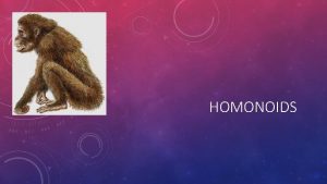 HOMONOIDS HOMONOIDS Gibbons great apes orangutan gorilla and