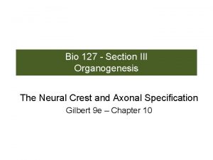 Bio 127 Section III Organogenesis The Neural Crest