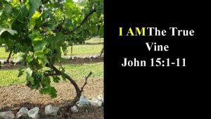 I AM The True Vine John 15 1