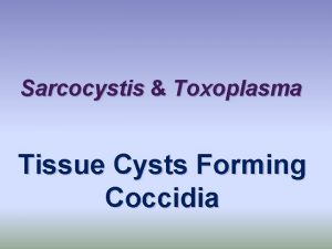Sarcocystis Toxoplasma Tissue Cysts Forming Coccidia Sarcocystis and