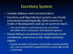 Excretory System Includes kidneys and associated ducts Excretory