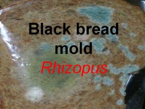 Black bread mold Rhizopus Systematic Position KINGDOM MYCOTA