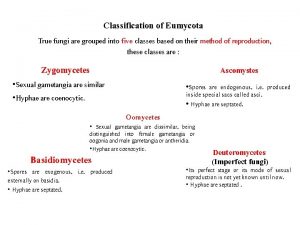 Classification of Eumycota True fungi are grouped into