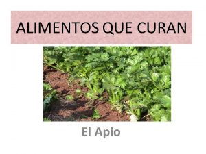 ALIMENTOS QUE CURAN El Apio El Apio es