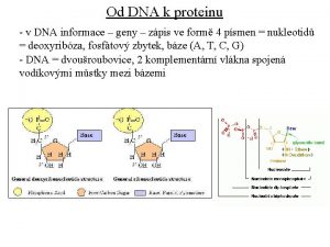 Od DNA k proteinu v DNA informace geny