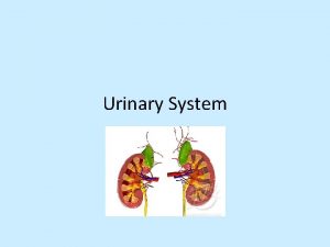 Urinary System Functions Maintains homeostasis in blood by