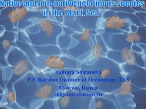 Tamara Shiganova P P Shirshov Institute of Oceanology