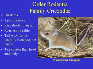 Order Rodentia Family Cricetidae Diastema 1 pair incisors