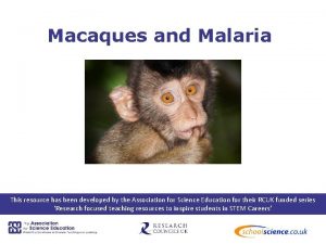 Macaques and Malaria This resource has been developed