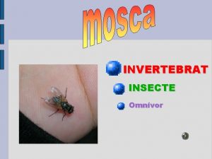 INVERTEBRAT INSECTE Omnvor COM S La mosca t