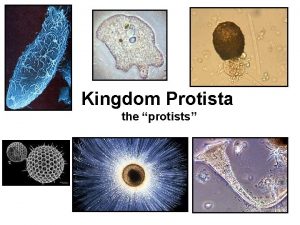Kingdom Protista the protists Protista Characteristics Triploblastic Organ
