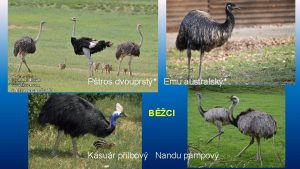 Ptros dvouprst Emu australsk BCI Kasur pilbov Nandu
