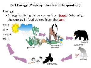 Cell Energy Photosynthesis and Respiration Energy Energy for