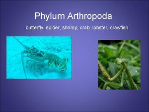 Phylum Arthropoda butterfly spider shrimp crab lobster crawfish
