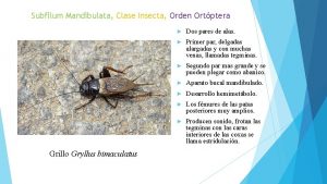 Subfilum Mandibulata Clase Insecta Orden Ortptera Grillo Gryllus