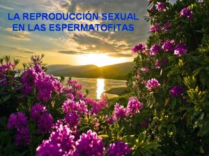 LA REPRODUCCIN SEXUAL EN LAS ESPERMATOFITAS NDICE Introduccin