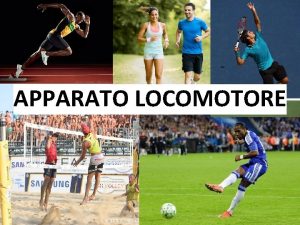 APPARATO LOCOMOTORE APPARATO LOCOMOTORE Lapparato locomotore il complesso