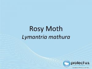 Rosy Moth Lymantria mathura Rosy Moth Other common