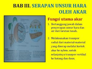 BAB III SERAPAN UNSUR HARA OLEH AKAR Fungsi