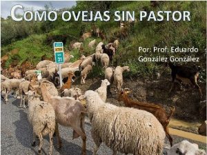 COMO OVEJAS SIN PASTOR Por Prof Eduardo Gonzlez