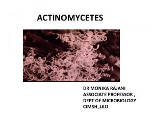 ACTINOMYCETES DR MONIKA RAJANI ASSOCIATE PROFESSOR DEPT OF