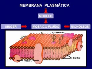 MEMBRANA PLASMTICA MODELO SINGER MOSAICO FLUDO NICHOLSON glicoclix