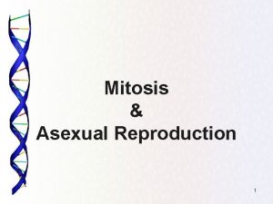 Mitosis Asexual Reproduction 1 Mitosis What is it