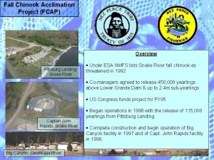 Fall Chinook Acclimation Project FCAP Overview Pittsburg Landing