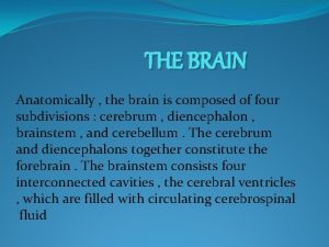 THE BRAIN Anatomically the brain is composed of