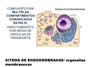 COMPUESTO POR MULTIPLES COMPARTIMENTOS COMUNICADOS ENTRE SI DIRECTAMENTE