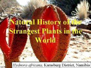 Natural History of the Strangest Plants in the