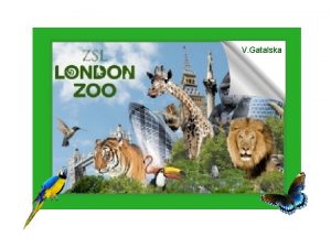 KOALA V Gatalska LONDON ZOO MAP KOALA Regents