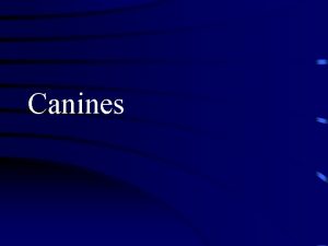 Canines Canine Maxillary Canine The labiolingual measurement of