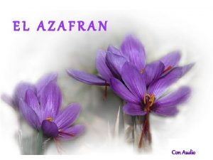 EL AZAFRAN Con Audio La rosa del azafrn