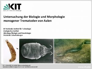 Untersuchung der Biologie und Morphologie monogener Trematoden von