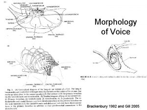 Morphology of Voice Brackenbury 1982 and Gill 2005