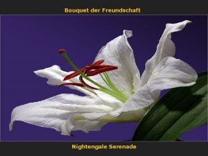 Bouquet der Freundschaft Nightengale Serenade in Be SINNlichen