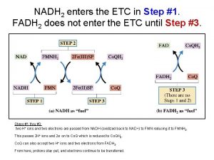 NADH 2 enters the ETC in Step 1