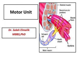 Motor Unit Dr Salah Elmalik MBBS Ph D