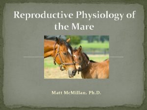 Reproductive Physiology of the Mare Matt Mc Millan