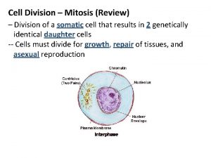 Cell Division Mitosis Review Division of a somatic