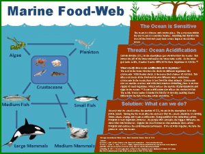 Marine FoodWeb The Ocean is Sensitive The ocean