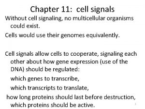 Chapter 11 cell signals Without cell signaling no