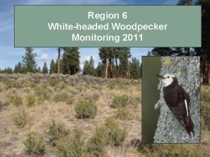 Region 6 Whiteheaded Woodpecker Monitoring 2011 Monitoring Strategy