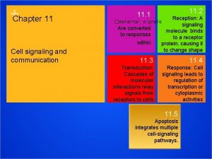 Chapter 11 Cell signaling and communication 11 2