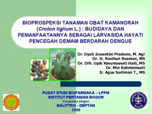 BIOPROSPEKSI TANAMAN OBAT KAMANDRAH Croton tiglium L BUDIDAYA