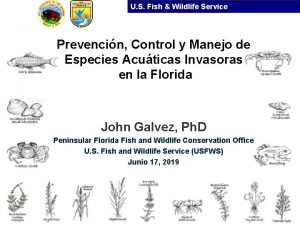 U S Fish Wildlife Service Prevencin Control y
