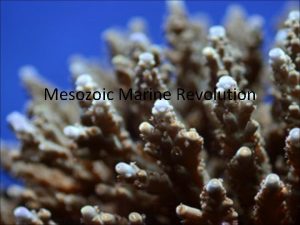 Mesozoic Marine Revolution Geologic Time The Mesozoic is