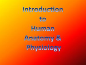 What is Human Anatomy Human anatomy is the
