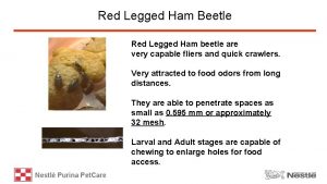 Red Legged Ham Beetle Red Legged Ham beetle